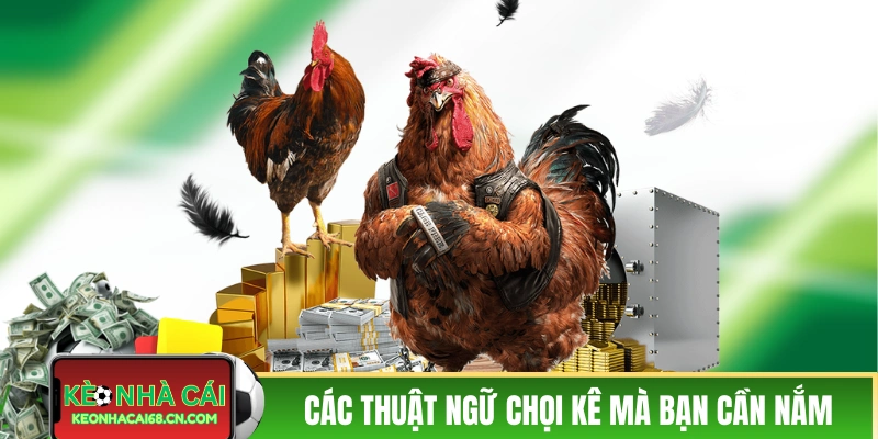 Đá Gà Campuchia - Kịch Tính Cùng Các Pha Ra Đòn Của Chiến Kê 5 Các thuật ngữ chọi kê mà bạn cần nắm
